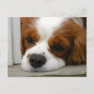 Cavalier King Charles Spaniel Briefkaart