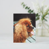 Cavalier King Charles Spaniel Briefkaart (Staand voorkant)
