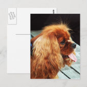 Cavalier King Charles Spaniel Briefkaart (Voorkant / Achterkant)