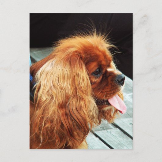 Cavalier King Charles Spaniel Briefkaart (Voorkant)