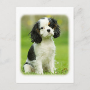 Cavalier King Charles Spaniel Briefkaart