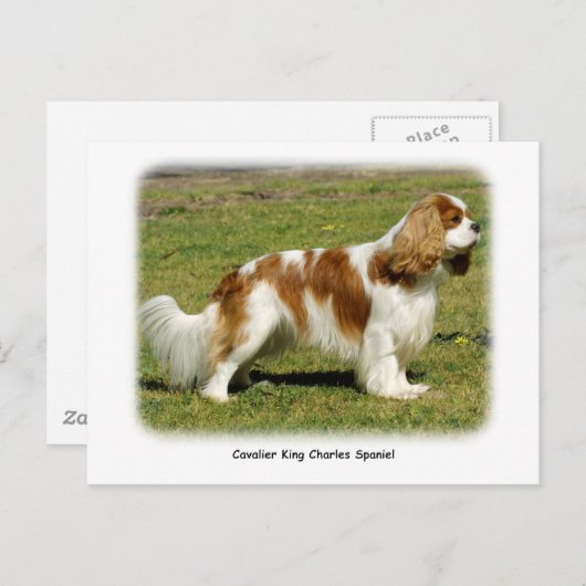 Cavalier King Charles Spaniel Briefkaart (Voorkant / Achterkant)