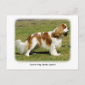 Cavalier King Charles Spaniel Briefkaart (Voorkant)