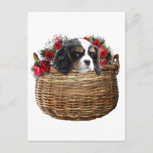 Cavalier King Charles Spaniel Briefkaart (Voorkant)