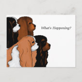 Cavalier King Charles Spaniel Briefkaart (Voorkant)