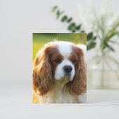 Cavalier King Charles Spaniel Briefkaart (Staand voorkant)