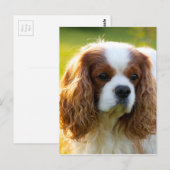 Cavalier King Charles Spaniel Briefkaart (Voorkant / Achterkant)