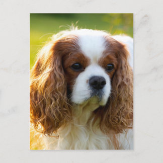 Cavalier King Charles Spaniel Briefkaart