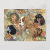 Cavalier King Charles Spaniel Briefkaart (Voorkant)