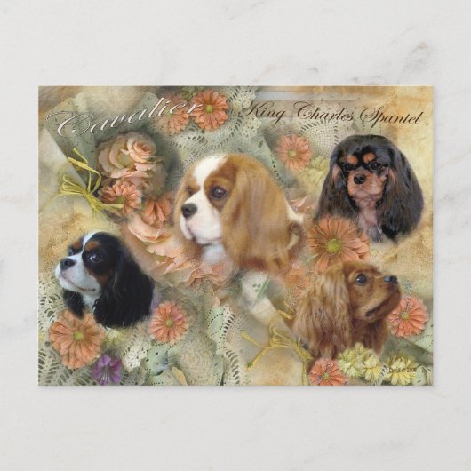 Cavalier King Charles Spaniel Briefkaart (Voorkant)