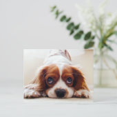 Cavalier King Charles Spaniel Briefkaart (Staand voorkant)