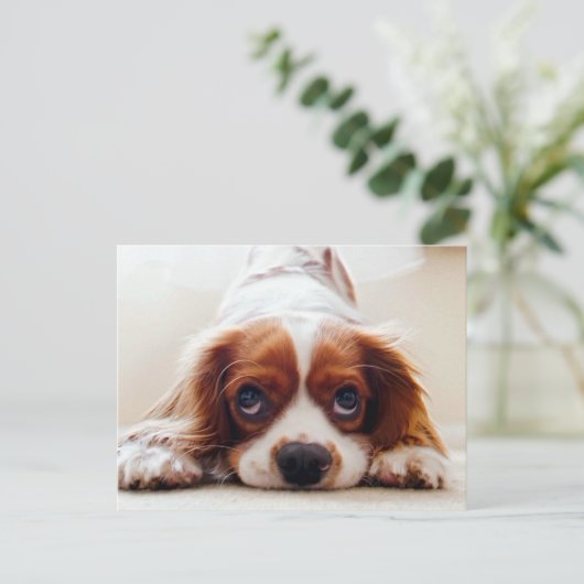 Cavalier King Charles Spaniel Briefkaart (Staand voorkant)