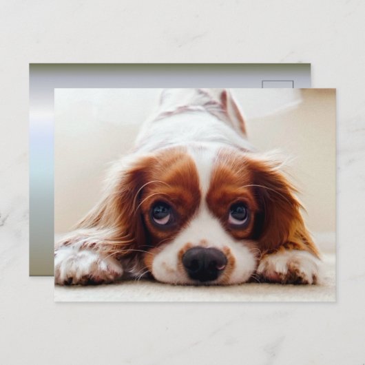 Cavalier King Charles Spaniel Briefkaart (Voorkant / Achterkant)