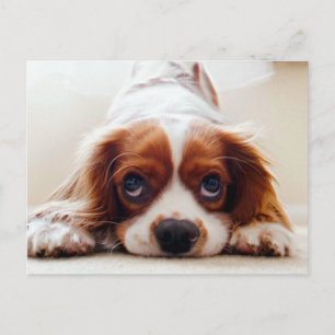 Cavalier King Charles Spaniel Briefkaart