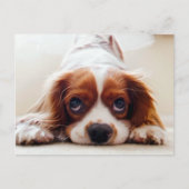 Cavalier King Charles Spaniel Briefkaart (Voorkant)