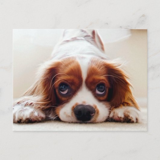 Cavalier King Charles Spaniel Briefkaart (Voorkant)