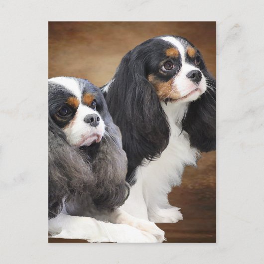 Cavalier King Charles Spaniel Briefkaart (Voorkant)