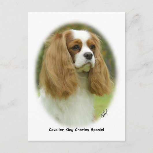 Cavalier King Charles Spaniel Briefkaart (Voorkant)