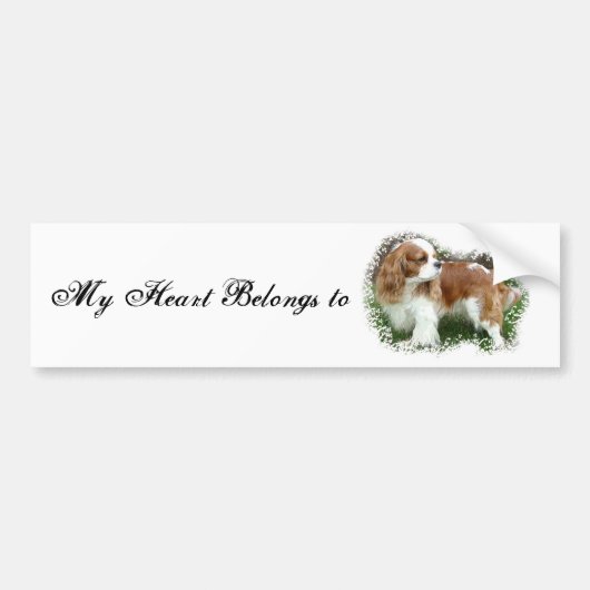 Cavalier King Charles Spaniel Bumpersticker (Voorkant)