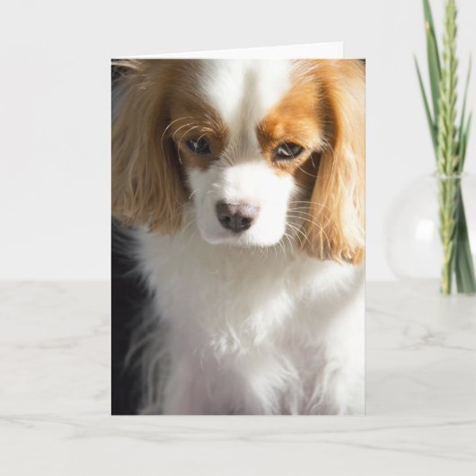 Cavalier King Charles Spaniel Card Kaart (Voorkant)