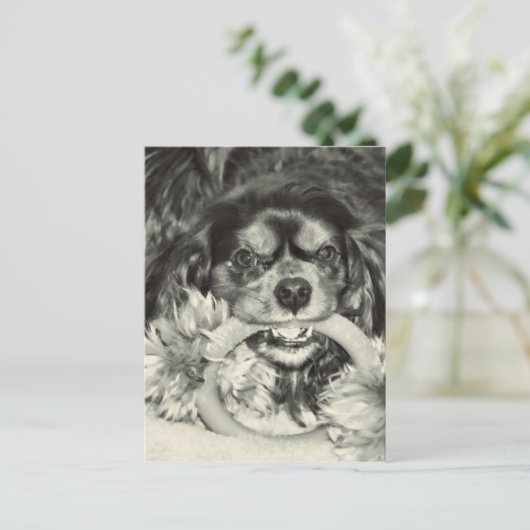 Cavalier King Charles Spaniel Chew Bone Briefkaart (Staand voorkant)