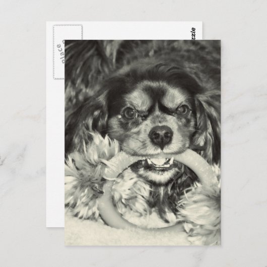 Cavalier King Charles Spaniel Chew Bone Briefkaart (Voorkant / Achterkant)