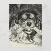 Cavalier King Charles Spaniel Chew Bone Briefkaart (Voorkant)
