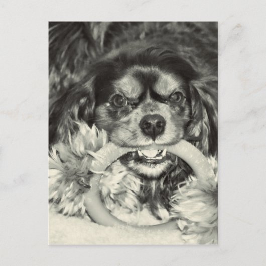Cavalier King Charles Spaniel Chew Bone Briefkaart (Voorkant)
