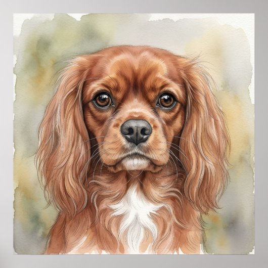 Cavalier King Charles Spaniel Close-Up Aquarel Poster (Voorkant)