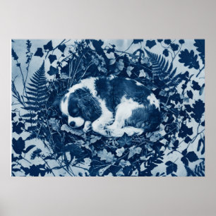 Cavalier King Charles Spaniel Cyanotype Botanisch Poster