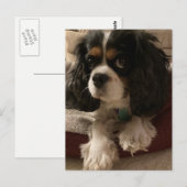 Cavalier King Charles Spaniel Dog Briefkaart (Voorkant / Achterkant)