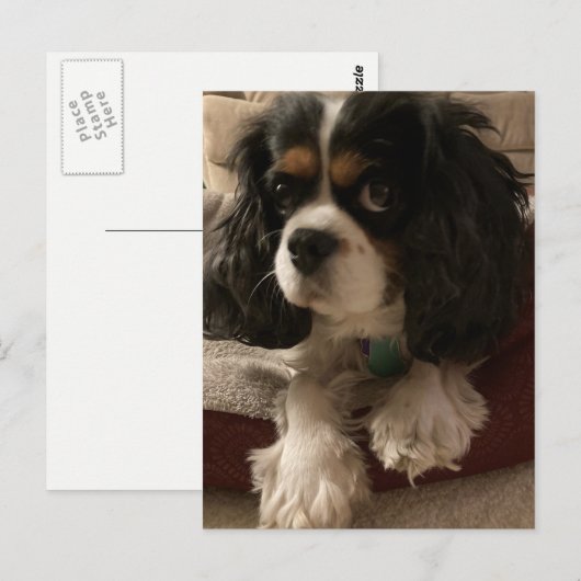 Cavalier King Charles Spaniel Dog Briefkaart (Voorkant / Achterkant)