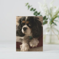 Cavalier King Charles Spaniel Dog