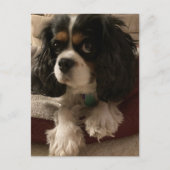 Cavalier King Charles Spaniel Dog Briefkaart (Voorkant)