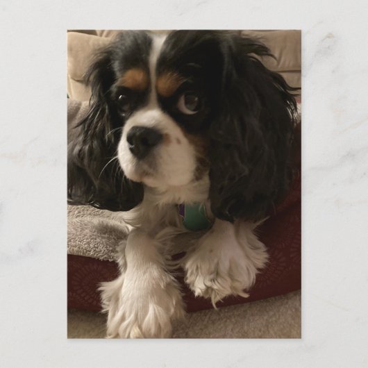 Cavalier King Charles Spaniel Dog Briefkaart (Voorkant)