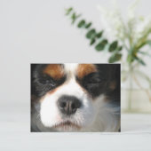 Cavalier King Charles Spaniel Dog Briefkaart (Staand voorkant)