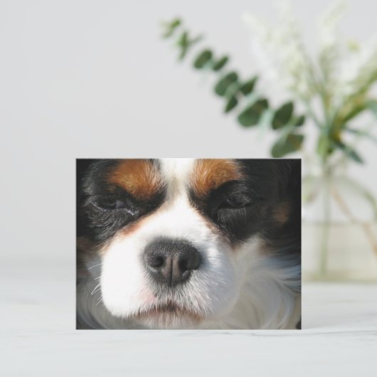 Cavalier King Charles Spaniel Dog Briefkaart (Staand voorkant)