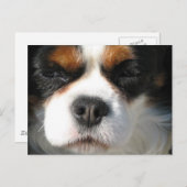 Cavalier King Charles Spaniel Dog Briefkaart (Voorkant / Achterkant)