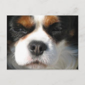 Cavalier King Charles Spaniel Dog Briefkaart (Voorkant)