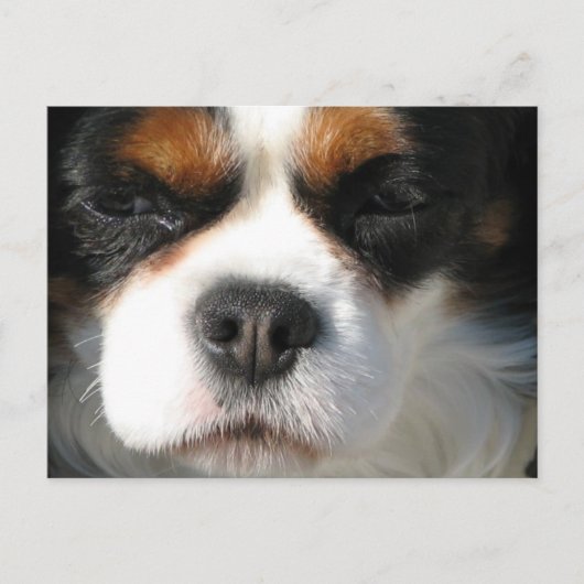 Cavalier King Charles Spaniel Dog Briefkaart (Voorkant)