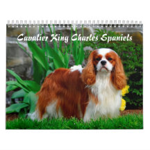 Cavalier King Charles Spaniel Dog