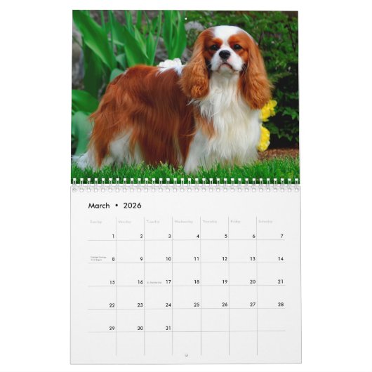 Cavalier King Charles Spaniel Dog Kalender (Mar 2026)