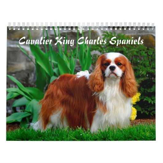 Cavalier King Charles Spaniel Dog Kalender (Hoes)