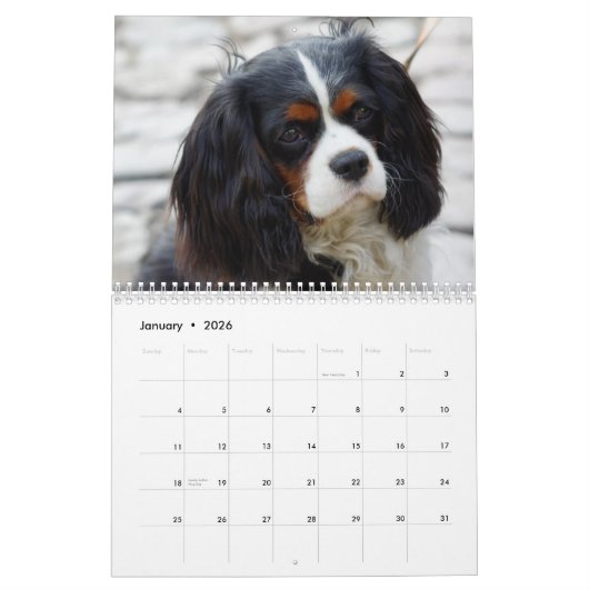 Cavalier King Charles Spaniel Dog Kalender (Jan 2026)