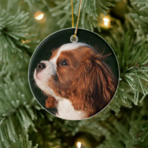 Cavalier King Charles Spaniel Dog