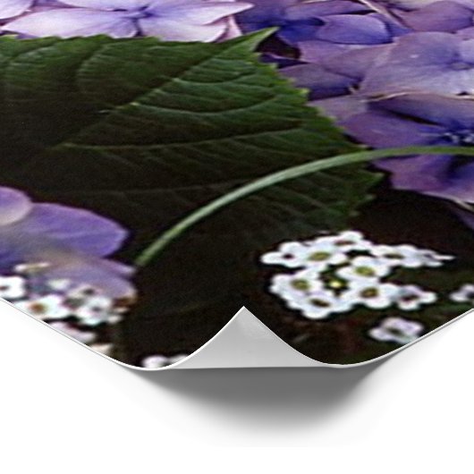 Cavalier King Charles Spaniel Dog Poster (Hoek)