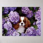 Cavalier King Charles Spaniel Dog Poster (Voorkant)
