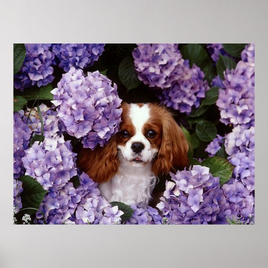 Cavalier King Charles Spaniel Dog Poster (Voorkant)