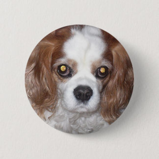 CAVALIER KING CHARLES SPANIEL DOG RONDE BUTTON 5,7 CM