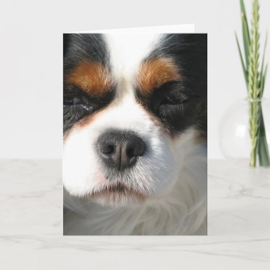 Cavalier King Charles Spaniel Dog Wenskaart Kaart (Voorkant)